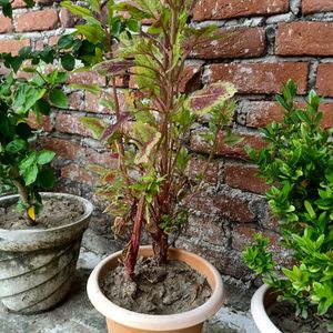 Amaranthus Plant