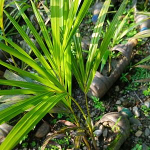 Areca Palm Double Tree