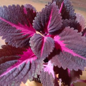 Coleus Plant With Pot