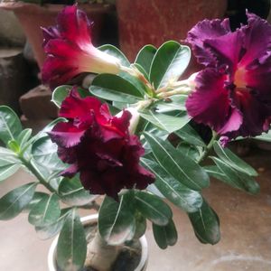 Beautiful Adenium Mock Desert Rose Flower Plant