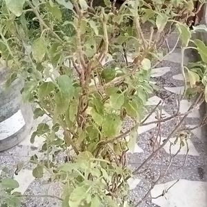 Tulsi Plant