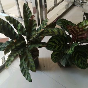 Combo Calathia Live Plant