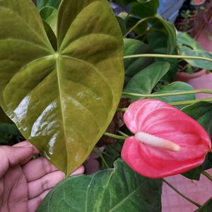 Anthurium Plant