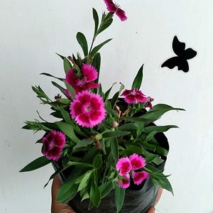 Chinese Pink Live Plant