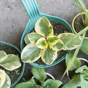 Variegated Peperomia