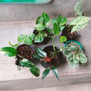 Mix Plants Combo