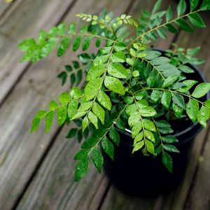 Curry leaves plant☘️