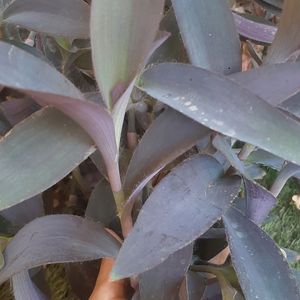 Spider Plant, Jade Plant, Purple Heart Plant,small Snake Plant,wandering Jew Plant