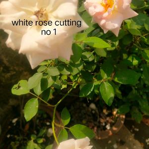 Mix Nd Match 10 Variety Flower Cutting
