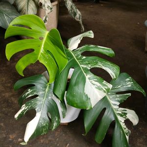 Monstera albo