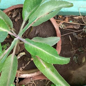 Combo Medicinal Plants Comb