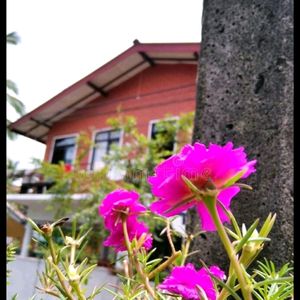 Portulaca Cutting