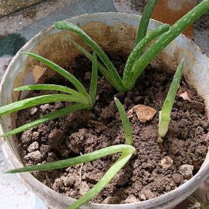 4 Plants Combo (Live Plant)