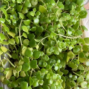 Turtle Vine And Tangled Heart Plant