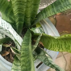 Real Snake Plant