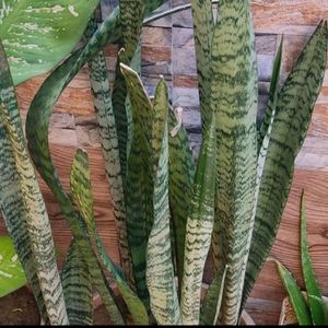 Sanseveria Back In Stock  - Pack Of 2 Plants