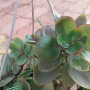 Kalanchoe