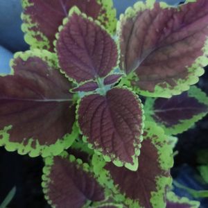 Coleus