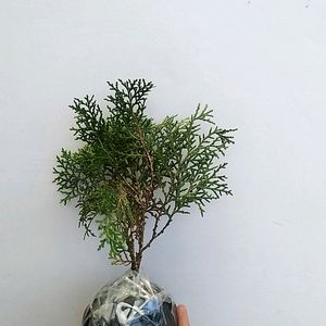 Thuja/morpankhi