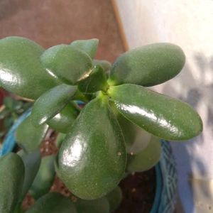 Jade Plants