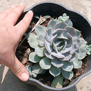 Matured Succulent