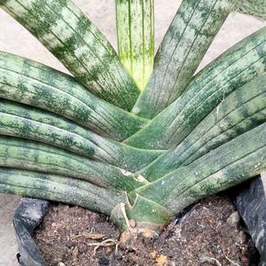 Rare Sansevieria