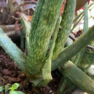 Large  Aloe Vera Plant With Roots