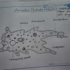 ZOOLOGY  Diagrams  For Student