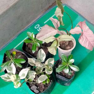 Adenuims, Pothos And Snygonuim Combo