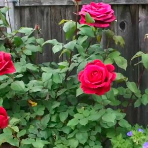 Rose Plant(5)