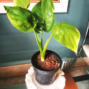 Indoor Plant Alocasia Cuculatta