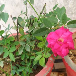 Rose plant