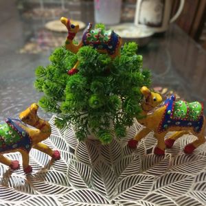 Home Decor Items- Camels And Plant