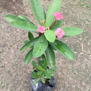 Euphorbia Flower (Pink Color💕)