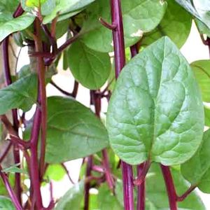 Red Spinach . 3stems