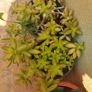 Succulent Cutting