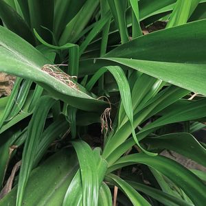 Crinum Lily Plant😍