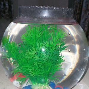 Combo 4 (Fish Bowl )