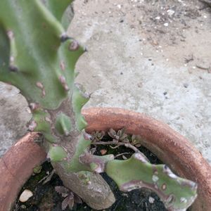 5 YEAR OLD CACTUS