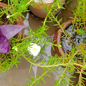 Combo Of 20 Stems OfWhite Portulaca Nd Red Purlane