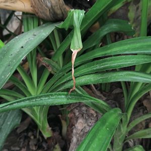 Crinum Lily Plant😍