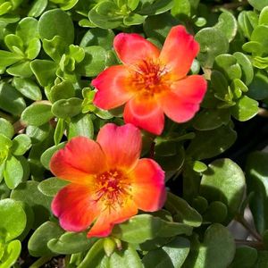 Combo Of 10 Stems OfWhite Portulaca Nd Red