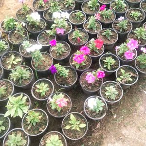 Petunia Winter Flower Plant All Color Available