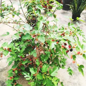 Mulberry Big Size Plant