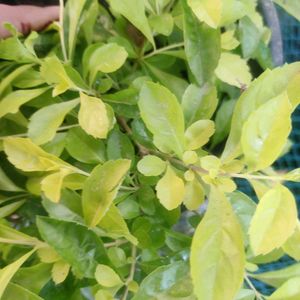 SALE 💥💥🌟Elegant Golden Duranta Plant 🌿✨✨🌿