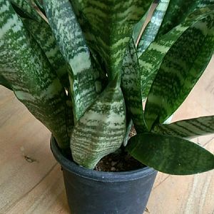 Snake plant Long with pot