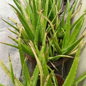 Aloe Vera Plant 🌵