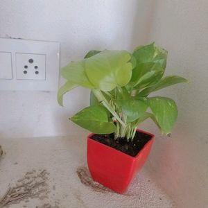 Fresh Big Leaf Money Plant Without Pot