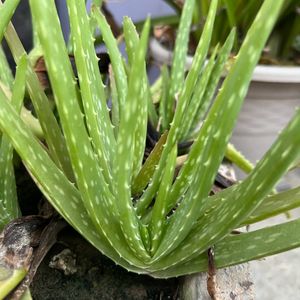 Air purifying and medicinal aloe vera plant