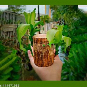 Brazilian Lucky Wood Plant,Good Luck Live Plant